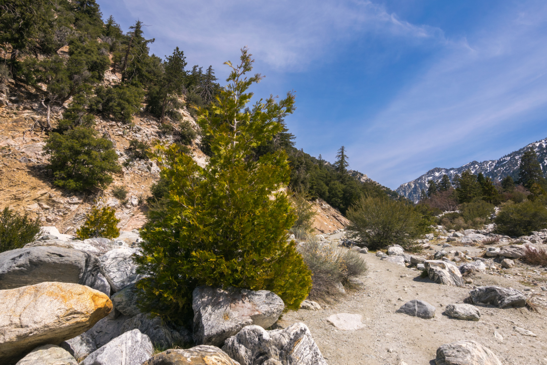 San Bernardino National Forest