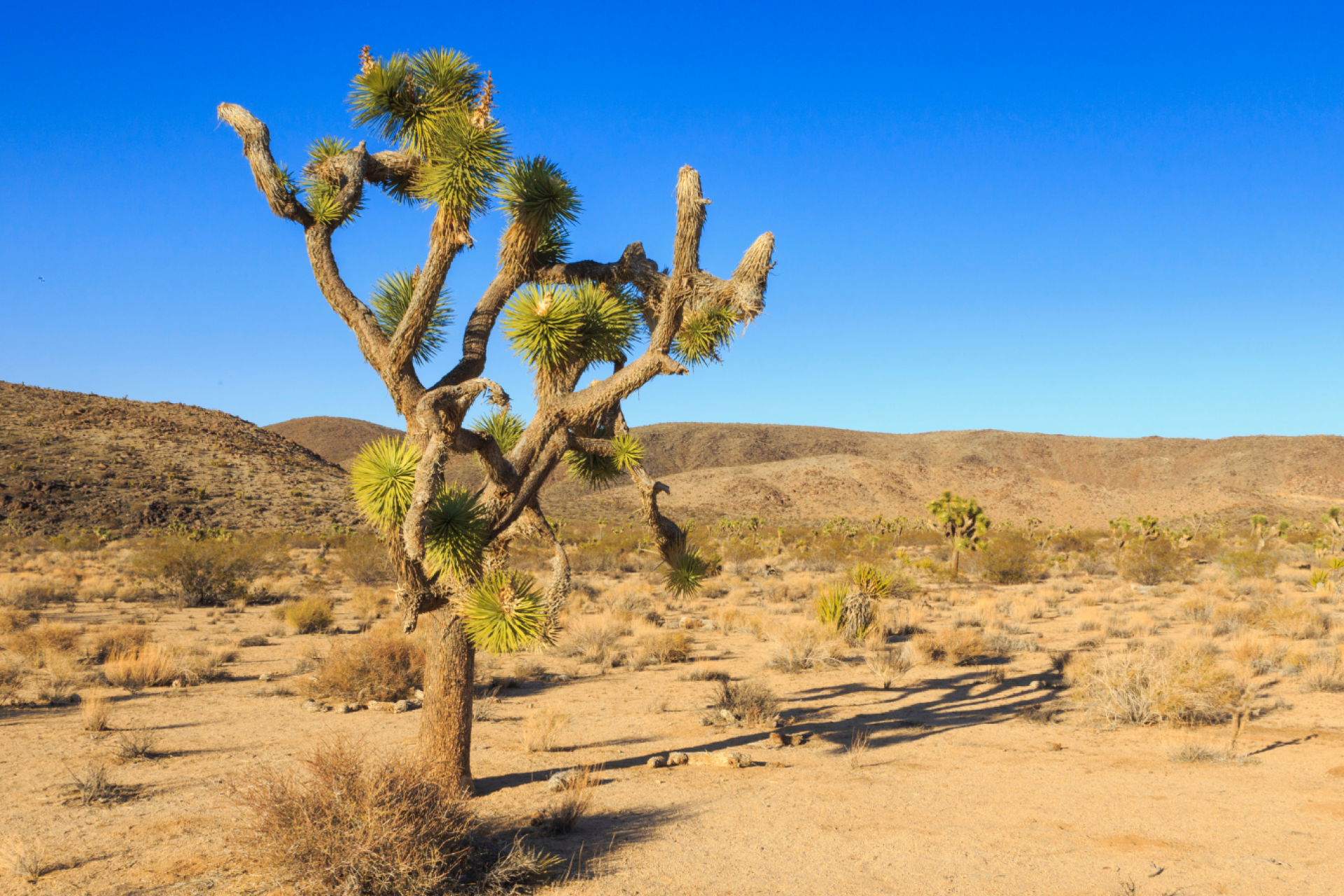 Joshua Tree National Park