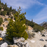 San Bernardino National Forest