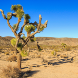 Joshua Tree National Park