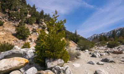 San Bernardino National Forest